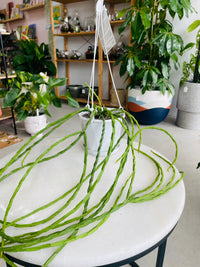 Rhipsalis pacho-leeri v cantenula 130mm nursery pot | Mistletoe Cactus Collection No 25