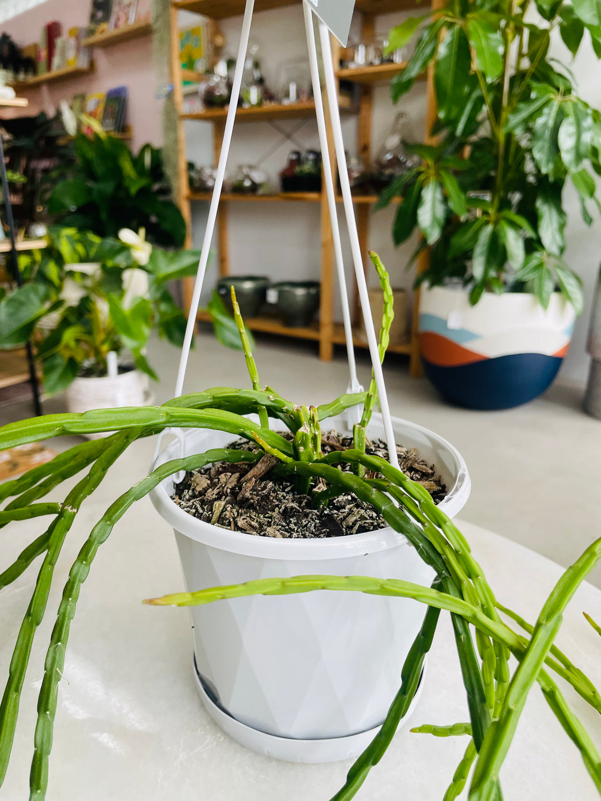 Rhipsalis pacho-leeri v cantenula 130mm nursery pot | Mistletoe Cactus Collection No 25