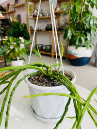 Rhipsalis pacho-leeri v cantenula 130mm nursery pot | Mistletoe Cactus Collection No 25
