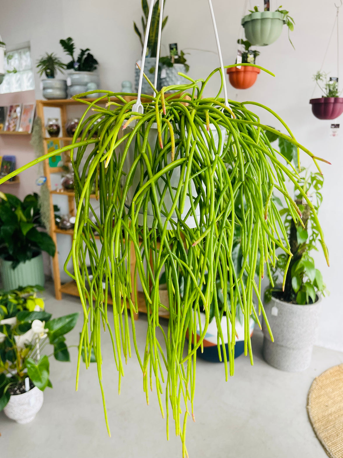 Rhipsalis Cassutha 130mm Nursery Pot | Mistletoe Cactus Collection No 10