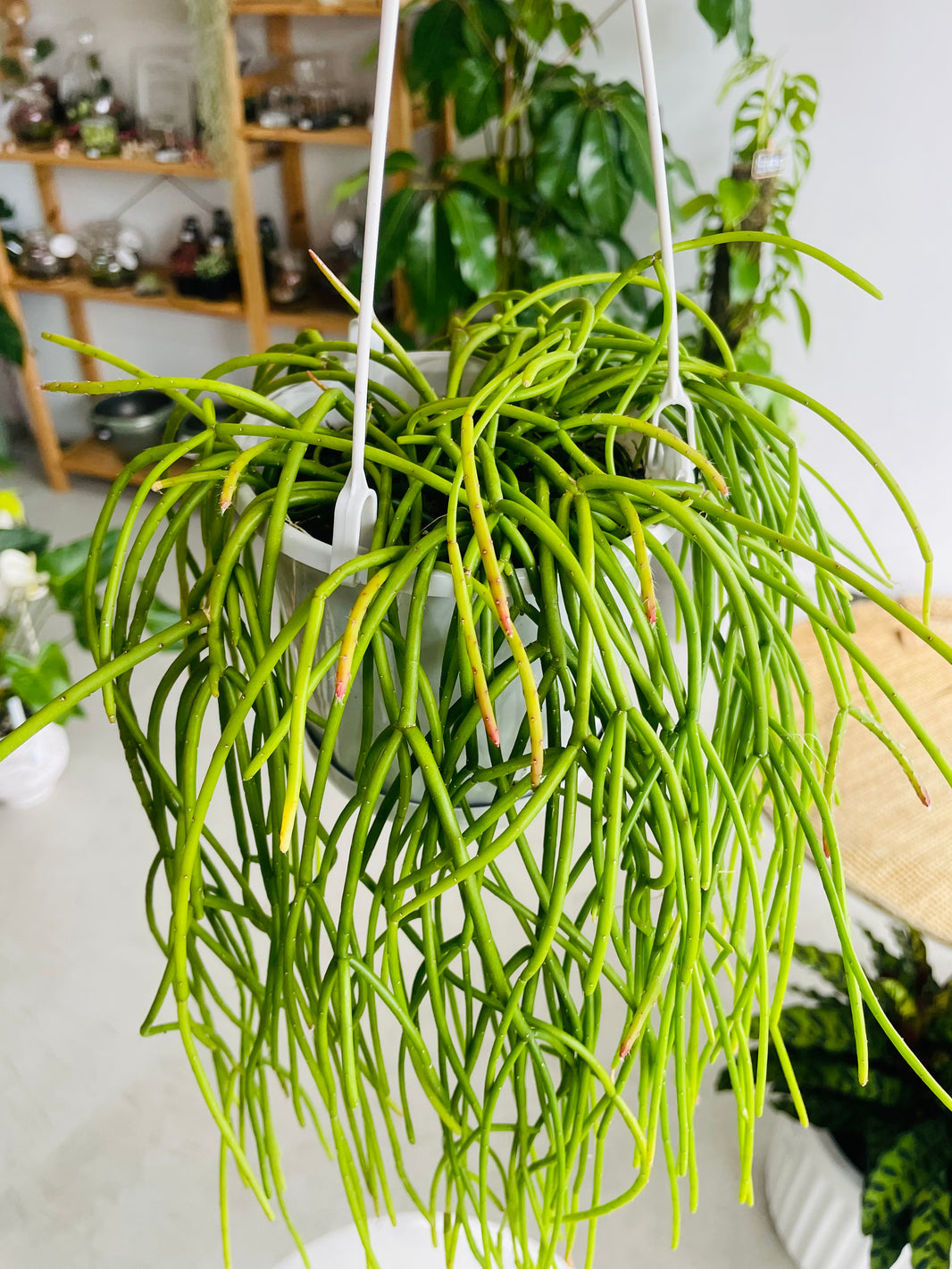 Rhipsalis Cassutha 130mm Nursery Pot | Mistletoe Cactus Collection No 10