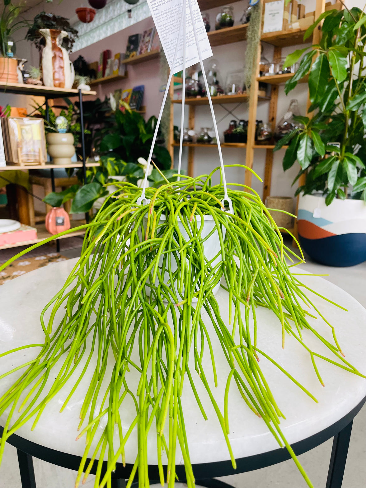 Rhipsalis Cassutha 130mm Nursery Pot | Mistletoe Cactus Collection No 10