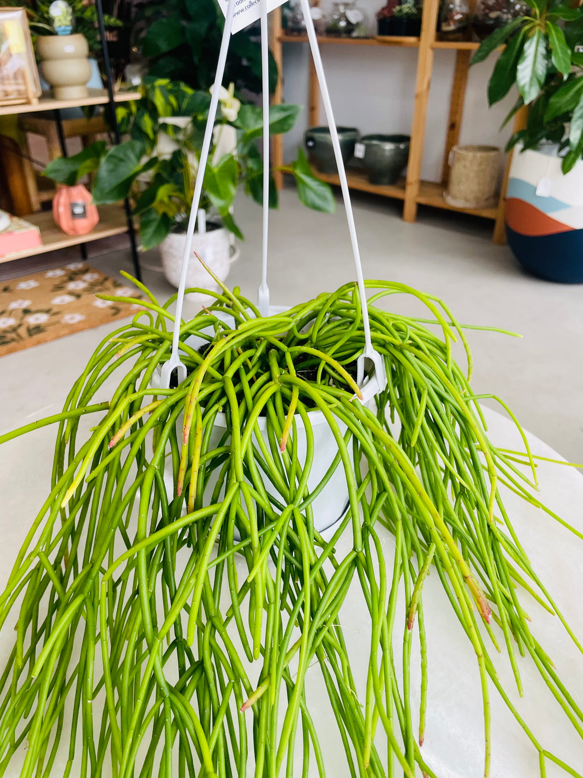 Rhipsalis Cassutha 130mm Nursery Pot | Mistletoe Cactus Collection No 10