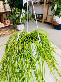 Rhipsalis Cassutha 130mm Nursery Pot | Mistletoe Cactus Collection No 10