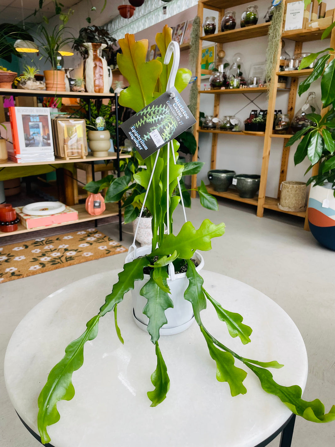 Epiphyllum anguliger 'Zig Zag Cactus' 130mm Nursery Pot | Mistletoe Cactus Collection No 27