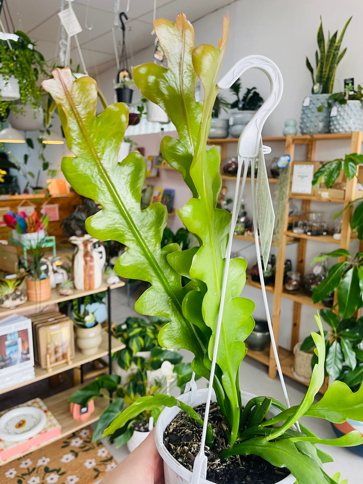 Epiphyllum anguliger 'Zig Zag Cactus' 130mm Nursery Pot | Mistletoe Cactus Collection No 27