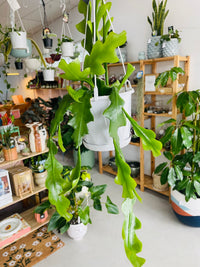 Epiphyllum anguliger 'Zig Zag Cactus' 130mm Nursery Pot | Mistletoe Cactus Collection No 27