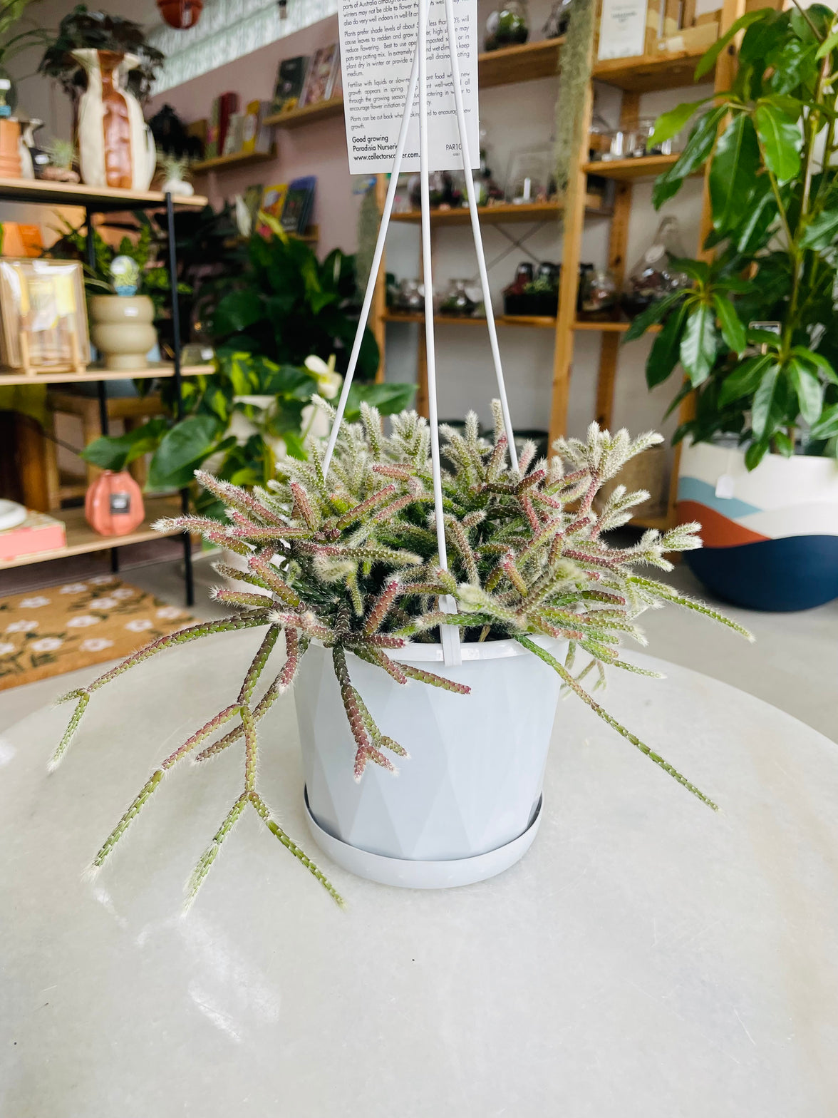 Rhipsalis pilocarpa 130mm Nursery Pot | Mistletoe Cactus Collection No 24