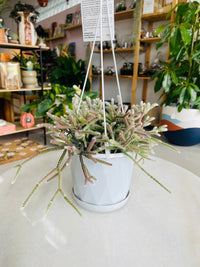 Rhipsalis pilocarpa 130mm Nursery Pot | Mistletoe Cactus Collection No 24