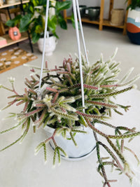 Rhipsalis pilocarpa 130mm Nursery Pot | Mistletoe Cactus Collection No 24