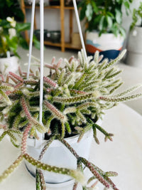 Rhipsalis pilocarpa 130mm Nursery Pot | Mistletoe Cactus Collection No 24