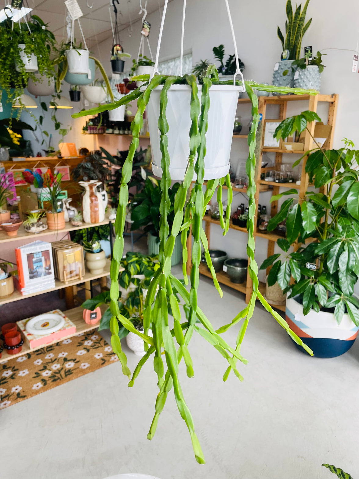 Rhipsalis paradoxa 130mm nursery pot | Mistletoe Cactus Collection No 21
