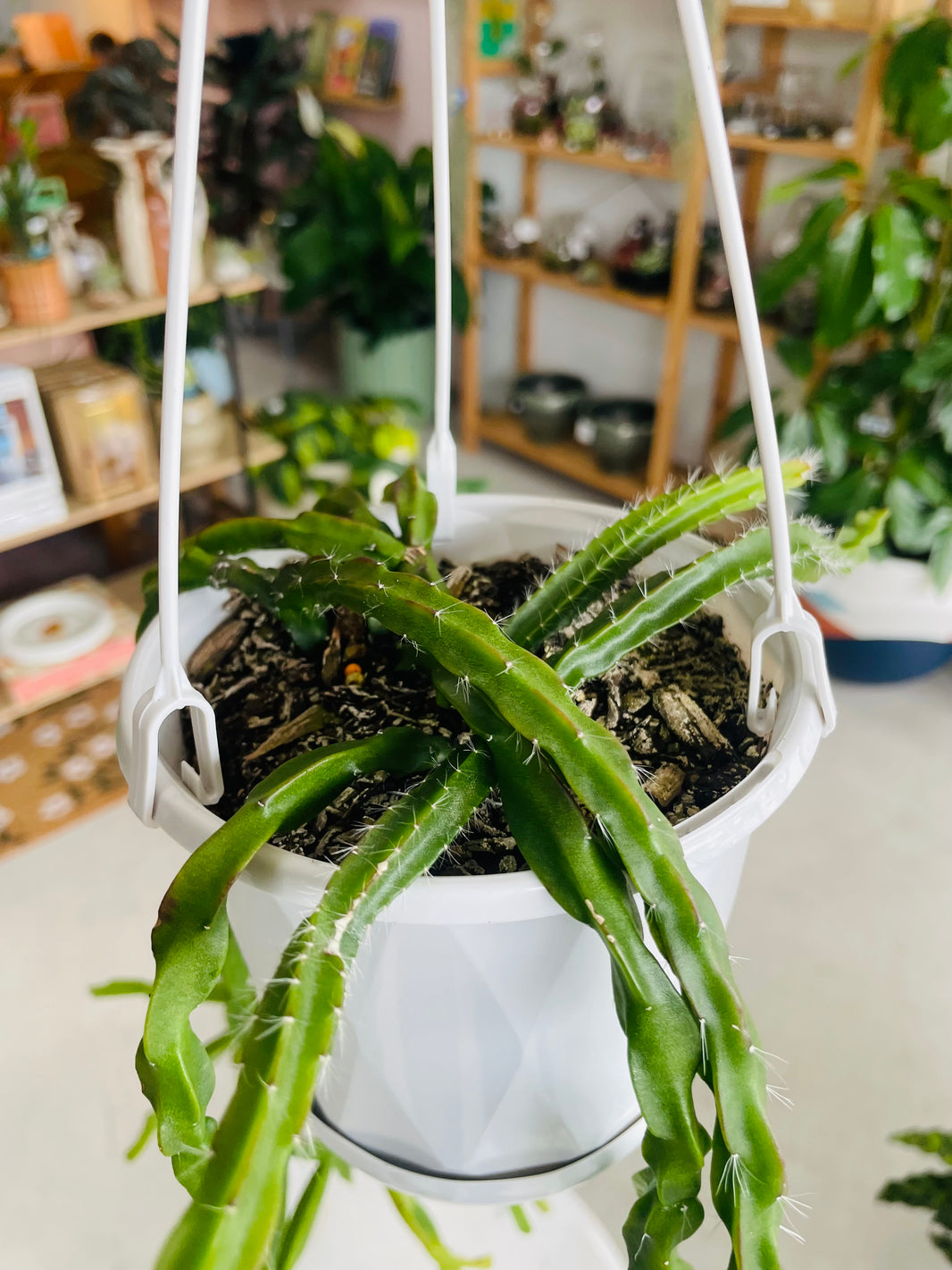 Rhipsalis paradoxa 130mm nursery pot | Mistletoe Cactus Collection No 21