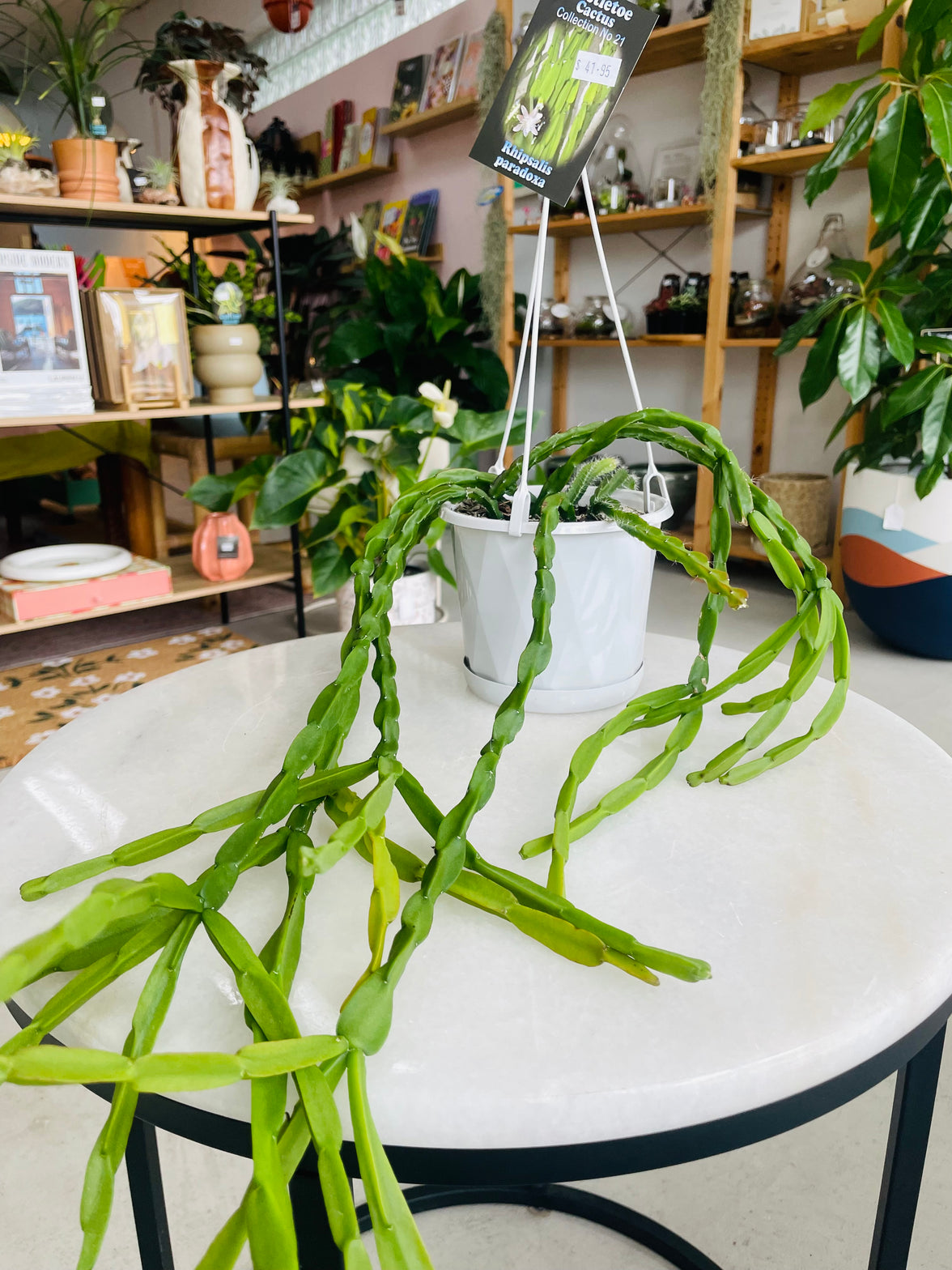 Rhipsalis paradoxa 130mm nursery pot | Mistletoe Cactus Collection No 21
