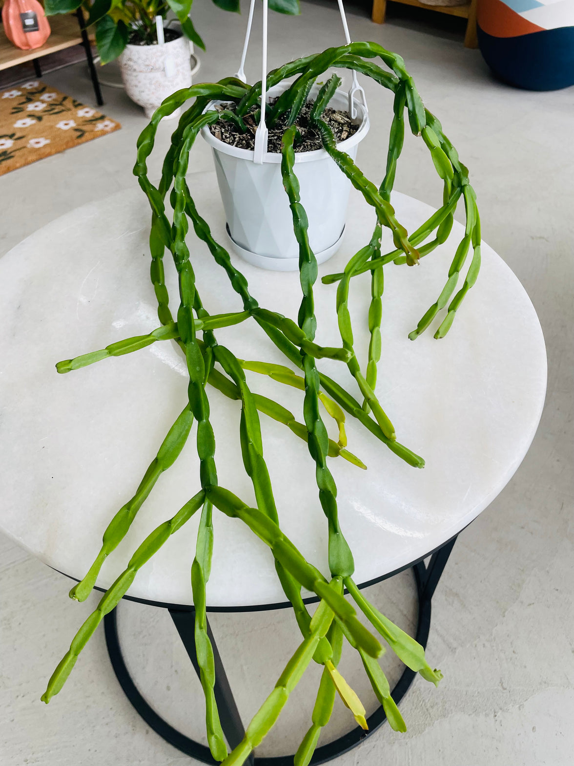 Rhipsalis paradoxa 130mm nursery pot | Mistletoe Cactus Collection No 21