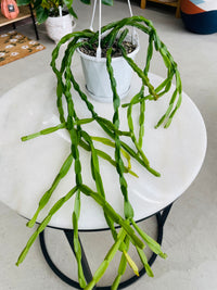 Rhipsalis paradoxa 130mm nursery pot | Mistletoe Cactus Collection No 21