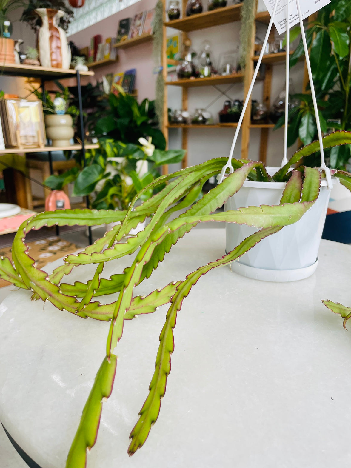 Lepismium cruciforme v anceps 130mm Nursery Pot | Mistletoe Cactus Collection No 31