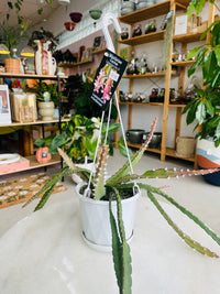 Lepismium cruciforme 130mm Nursery Pot | Mistletoe Cactus Collection No 07