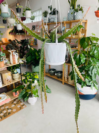 Lepismium cruciforme 130mm Nursery Pot | Mistletoe Cactus Collection No 07
