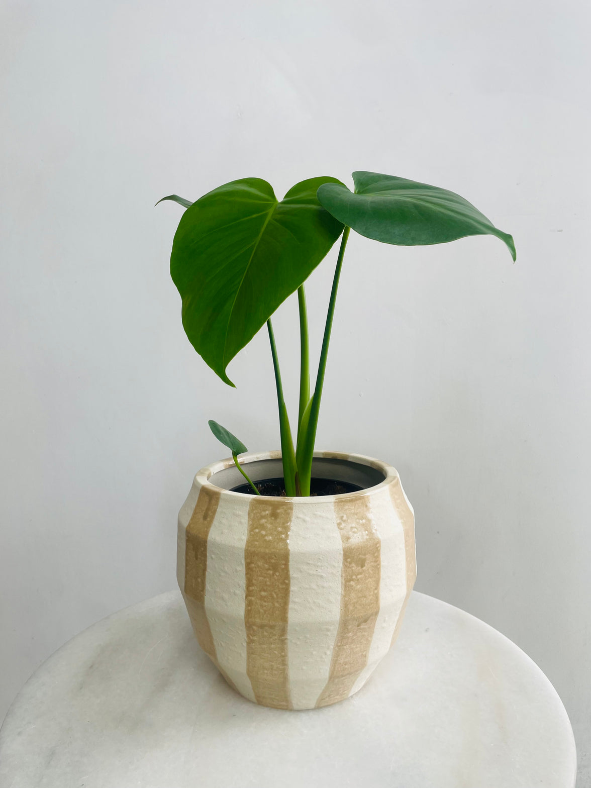 Monstera deliciosa & Oreio Pot Combo