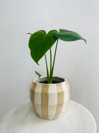 Monstera deliciosa & Oreio Pot Combo