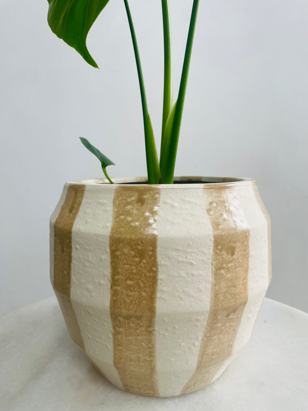 Monstera deliciosa & Oreio Pot Combo