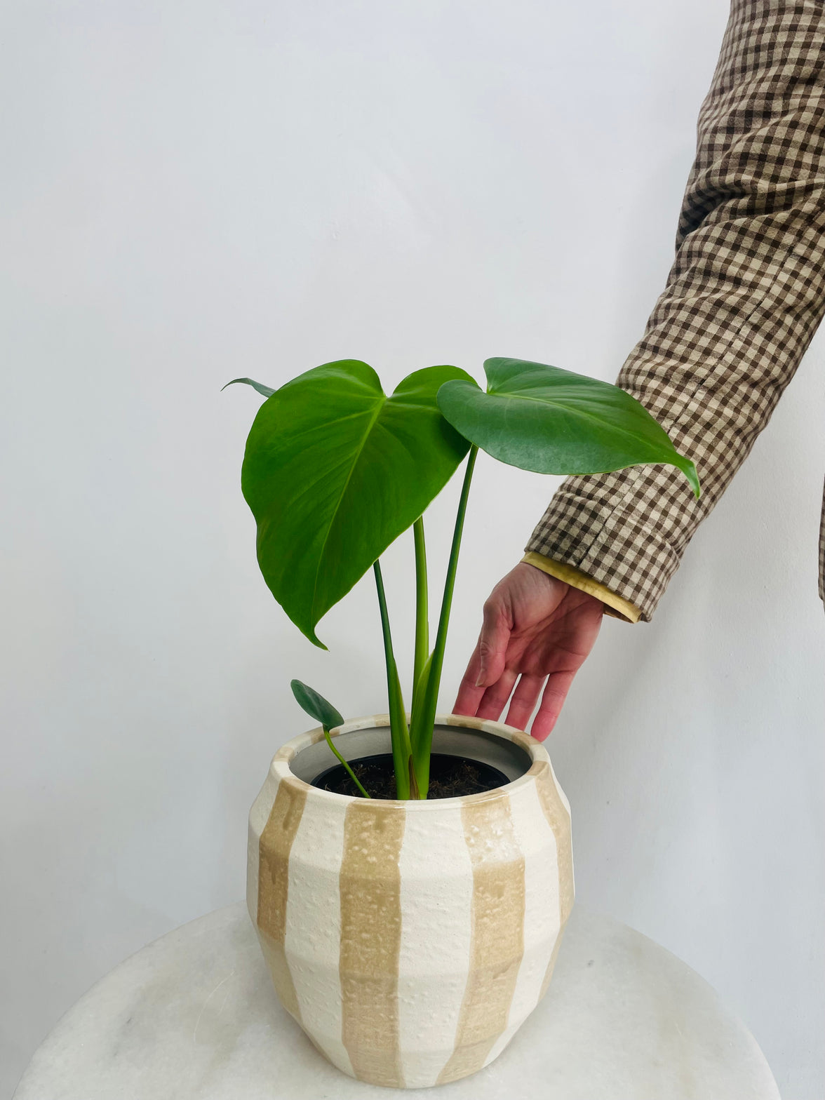 Monstera deliciosa & Oreio Pot Combo