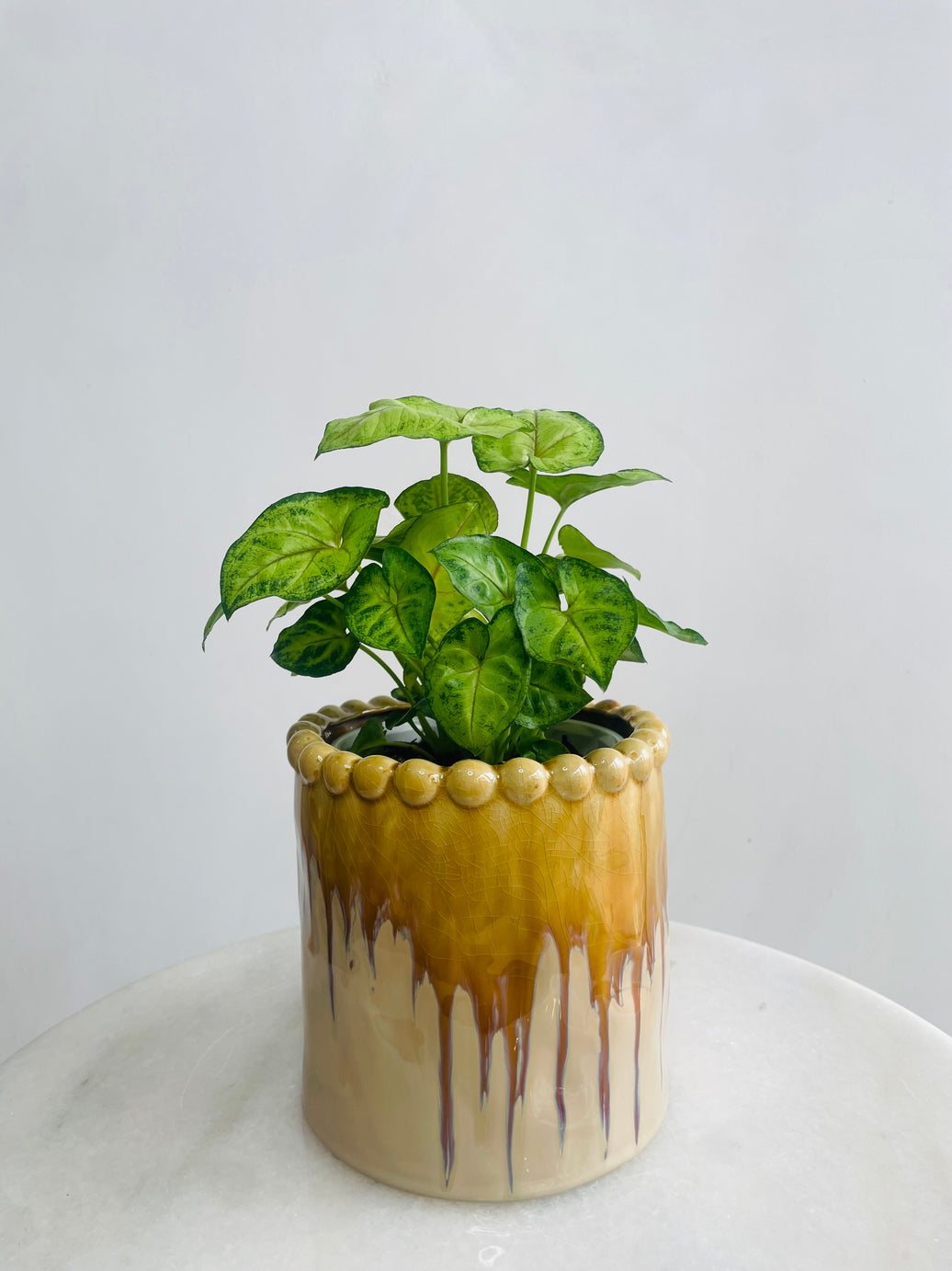 Syngonium 'Gold Allusion' & Emerson Pot Combo