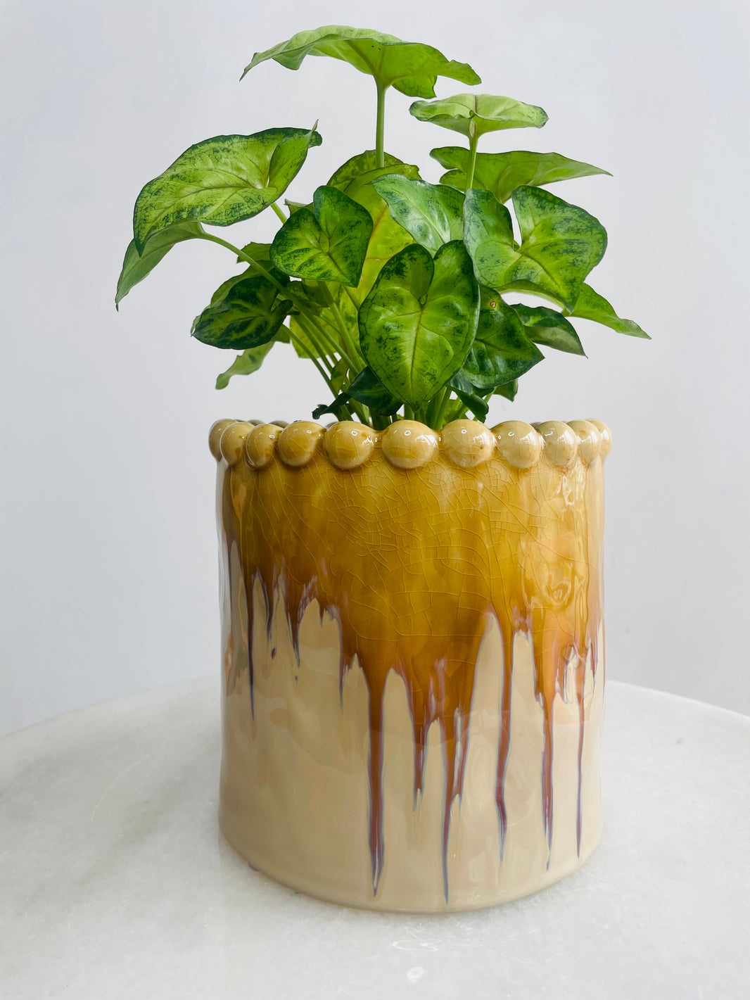 Syngonium 'Gold Allusion' & Emerson Pot Combo
