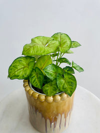 Syngonium 'Gold Allusion' & Emerson Pot Combo