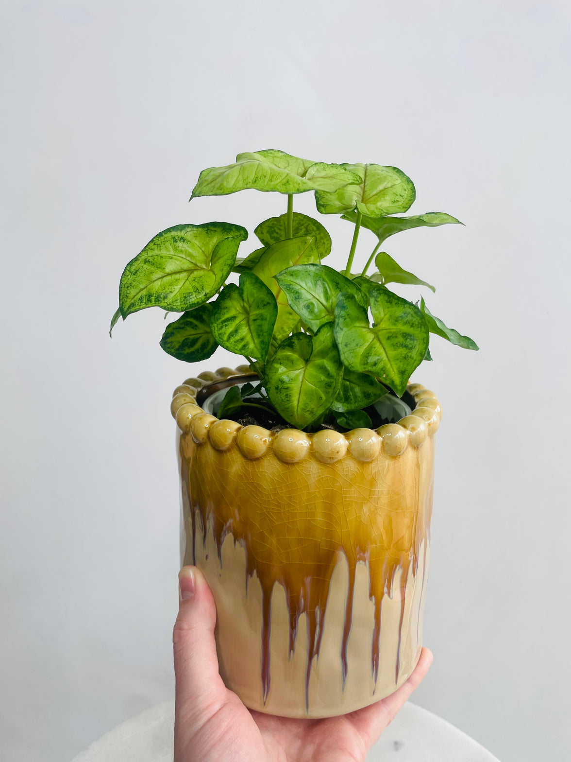 Syngonium 'Gold Allusion' & Emerson Pot Combo