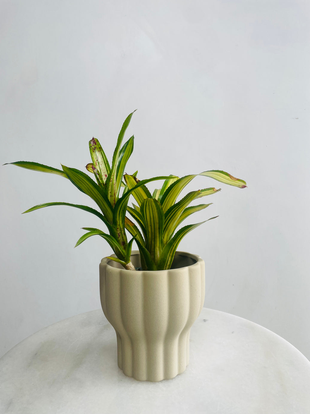 Neoregelia 'Chrissy' & Naku Pot Combo