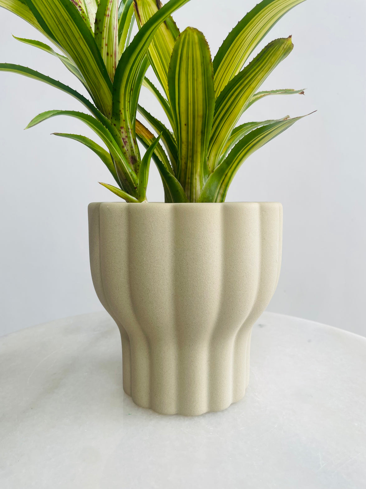 Neoregelia 'Chrissy' & Naku Pot Combo