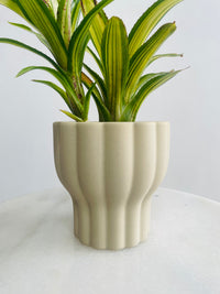 Neoregelia 'Chrissy' & Naku Pot Combo