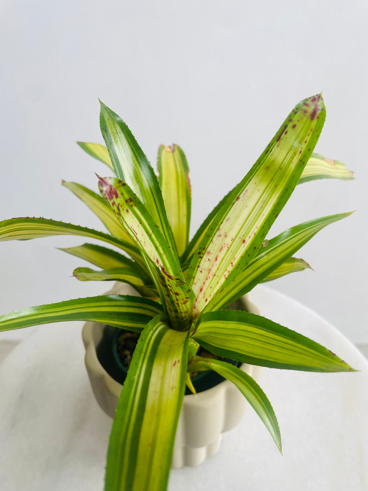 Neoregelia 'Chrissy' & Naku Pot Combo
