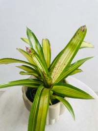 Neoregelia 'Chrissy' & Naku Pot Combo