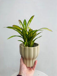 Neoregelia 'Chrissy' & Naku Pot Combo