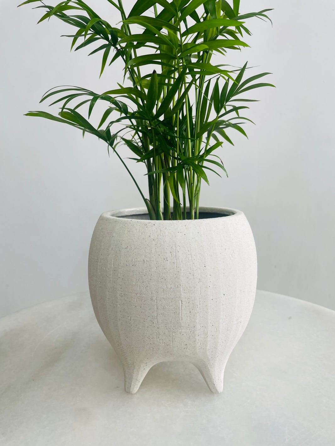 Chamaedorea 'Parlour Palm' & Alena Pot Combo