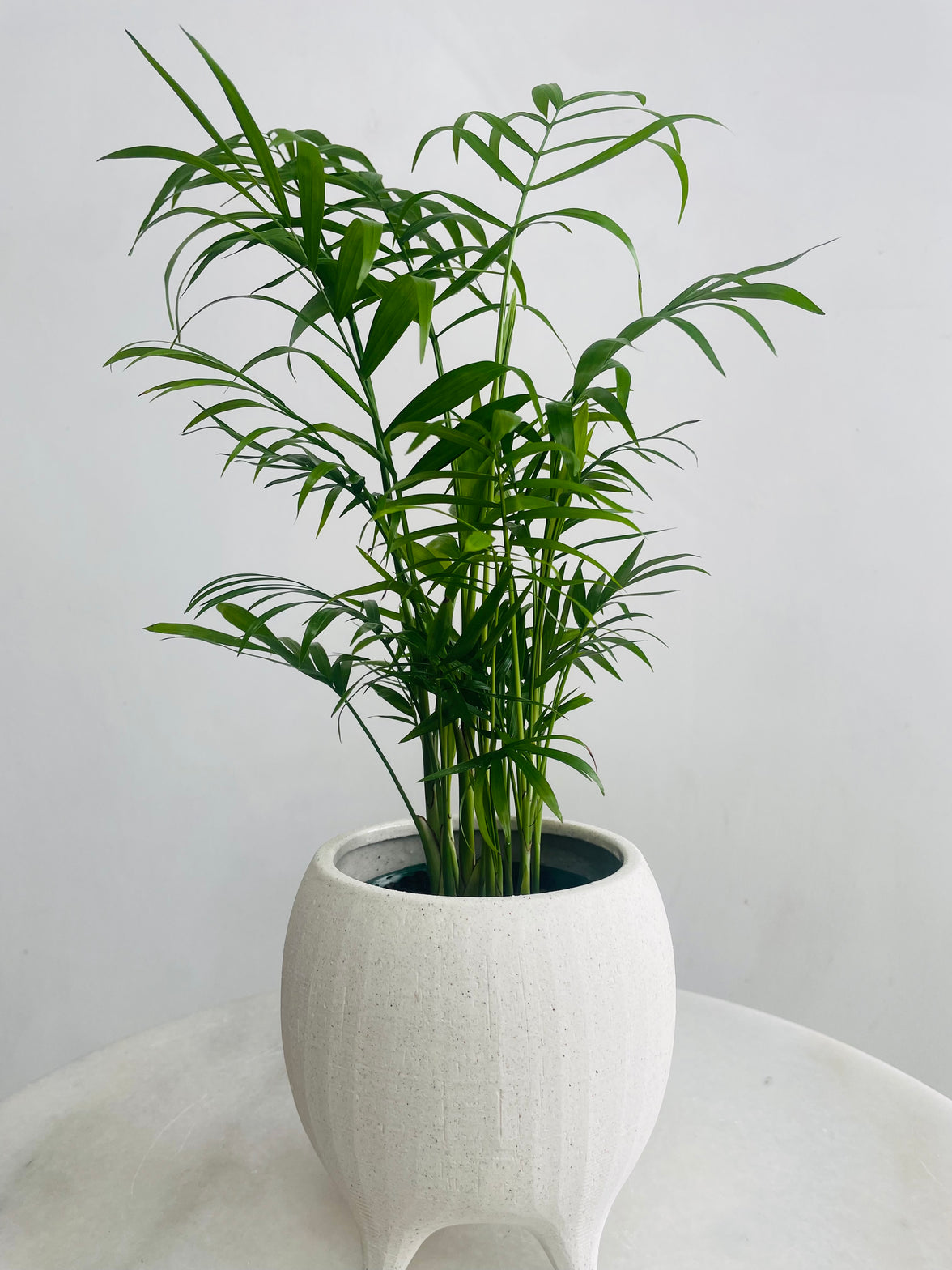 Chamaedorea 'Parlour Palm' & Alena Pot Combo