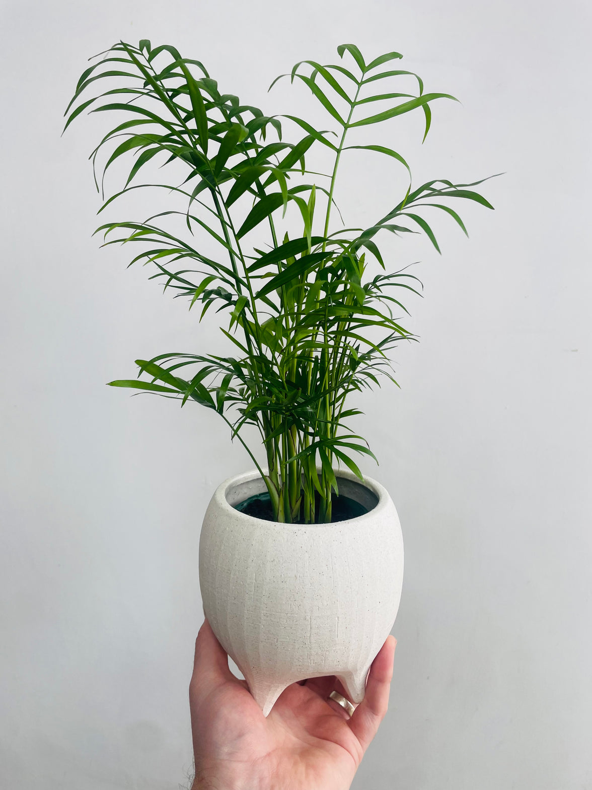 Chamaedorea 'Parlour Palm' & Alena Pot Combo