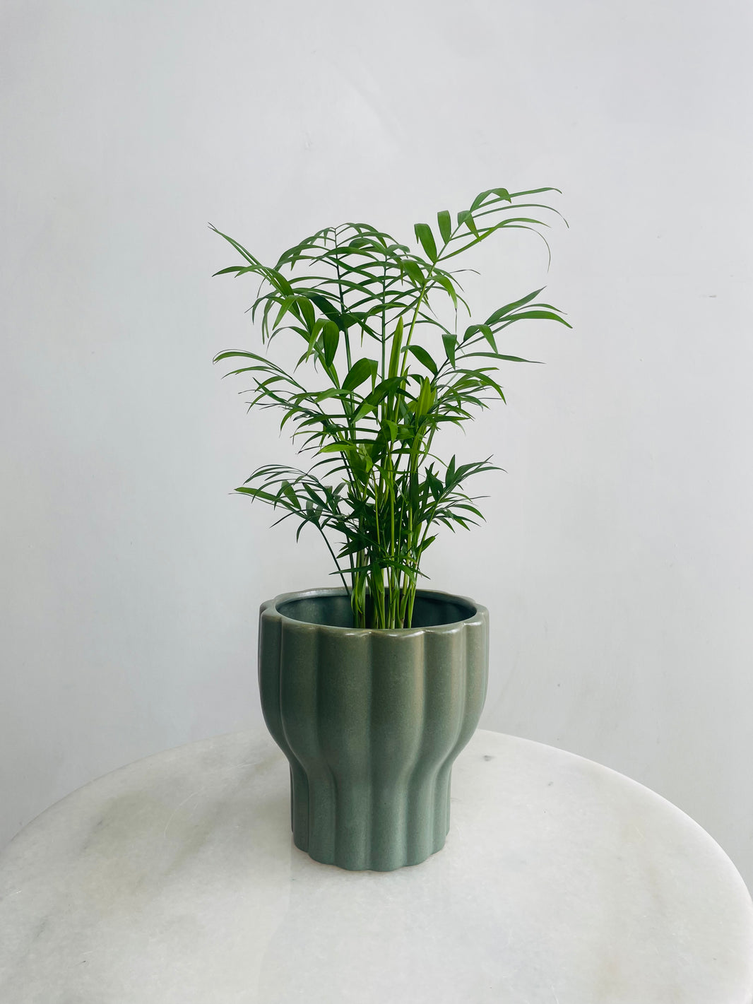 Chamaedorea 'Parlour Palm' & Naku Pot Combo