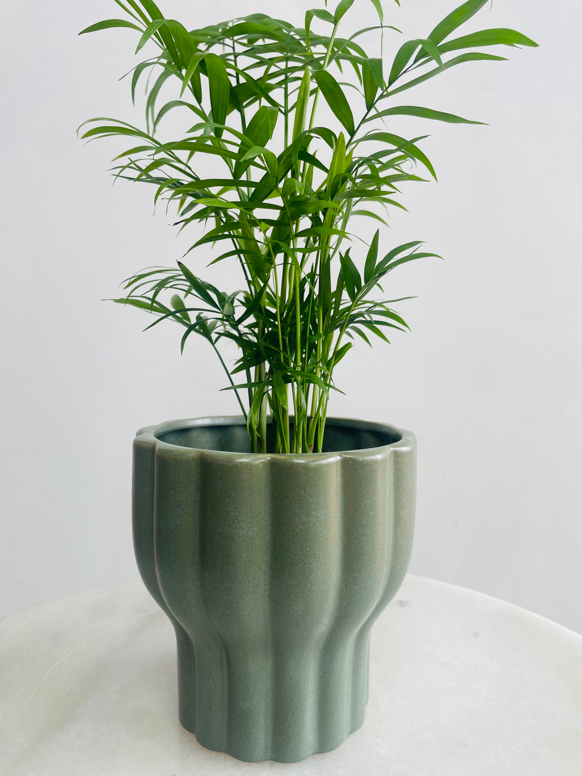 Chamaedorea 'Parlour Palm' & Naku Pot Combo