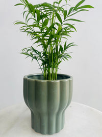Chamaedorea 'Parlour Palm' & Naku Pot Combo