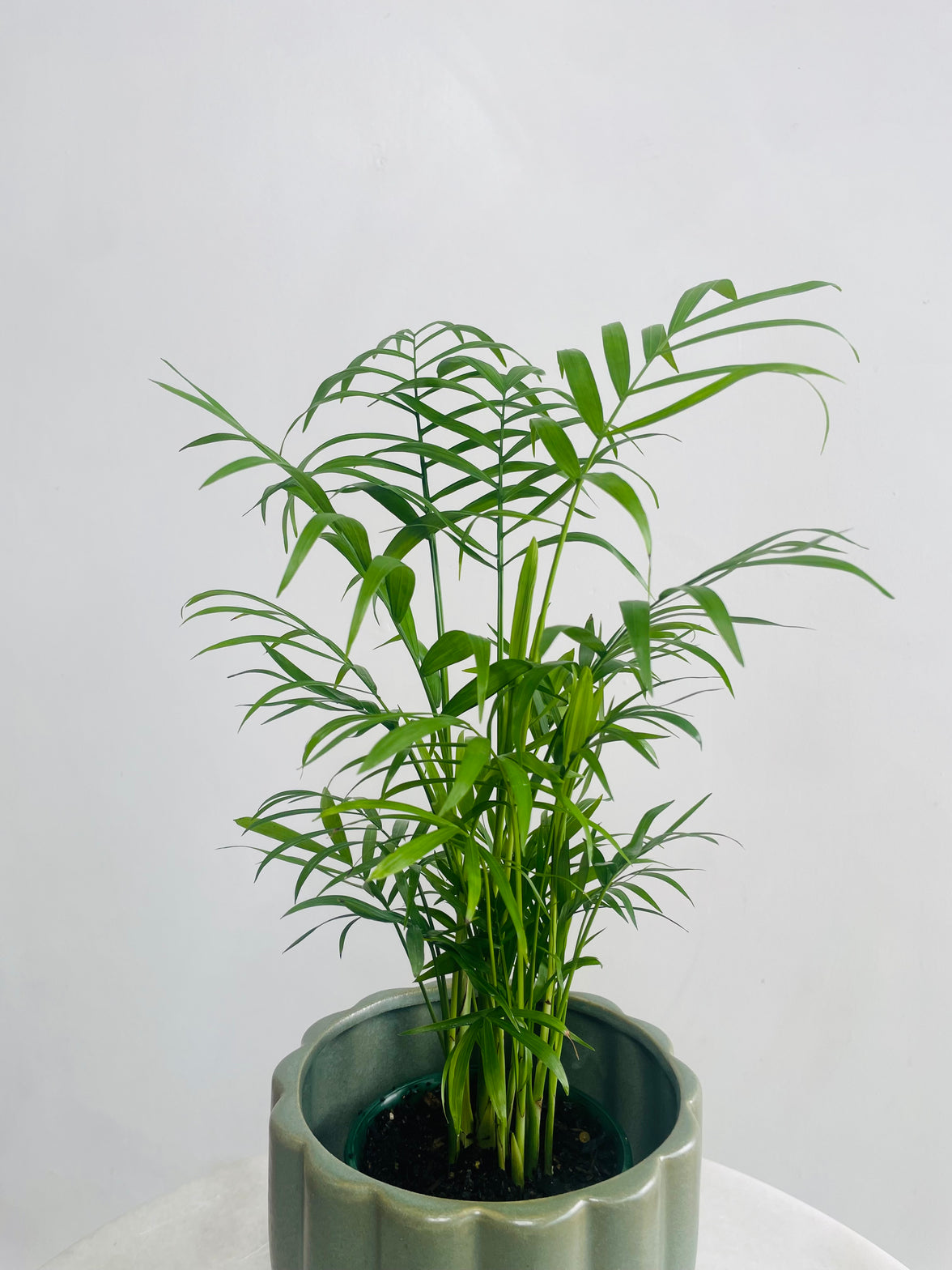 Chamaedorea 'Parlour Palm' & Naku Pot Combo