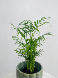 Chamaedorea 'Parlour Palm' & Naku Pot Combo