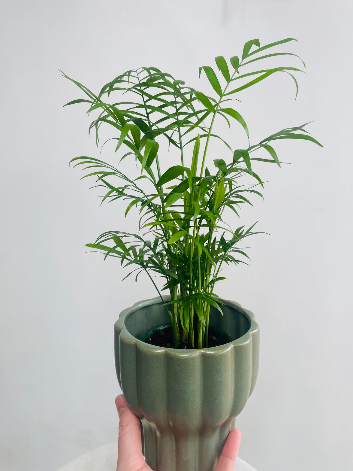 Chamaedorea 'Parlour Palm' & Naku Pot Combo