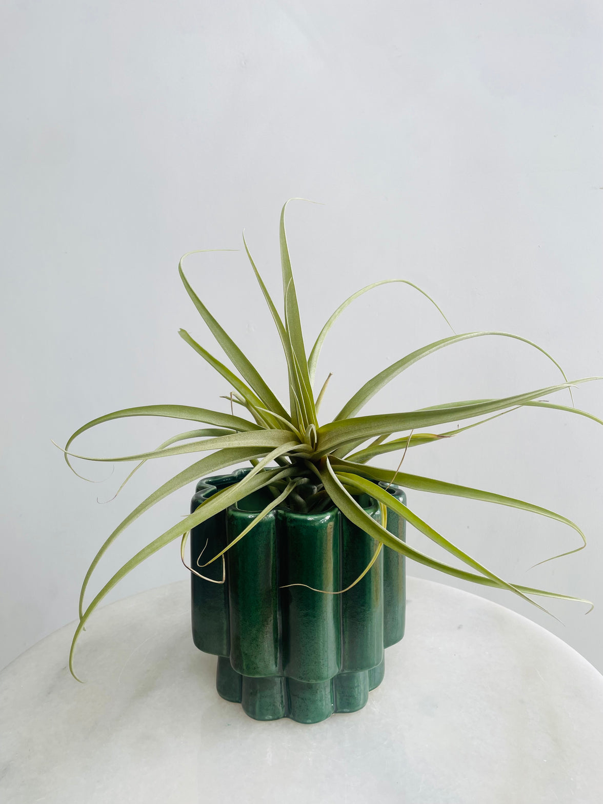 Tillandsia Air Plant & Gustel Pot Combo
