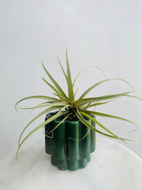Tillandsia Air Plant & Gustel Pot Combo