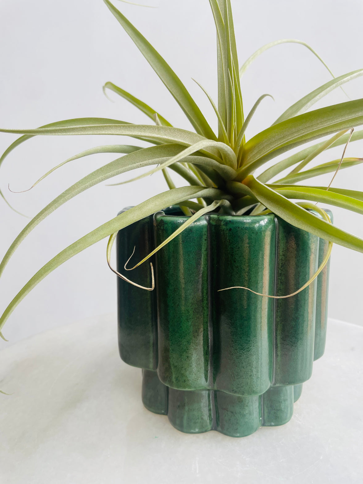 Tillandsia Air Plant & Gustel Pot Combo