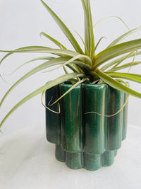 Tillandsia Air Plant & Gustel Pot Combo